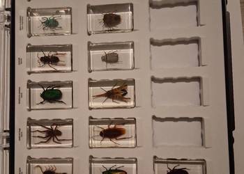 Prawdziwe Owady - pajęczaki I inne robaki