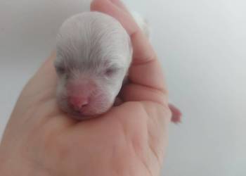 Bichon frise Fci