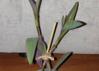 Setkrezja purpurowa,trzykrotka, wys. 29cm