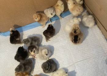 Pisklęta Kury Koguty Silki jedwabiste Mottled