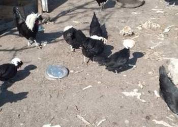 Sprzedam jaja lęgowe białoczubów holenderskich