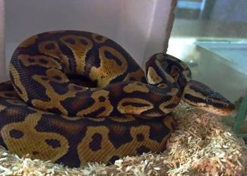 pytona królewskiego