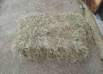Sprzedam siano w kostkach
