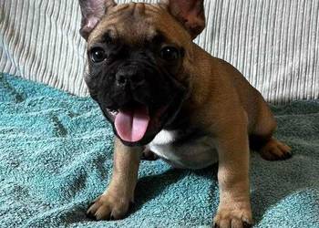Buldog francuski
