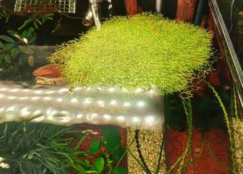 Wgłębka wodna do akwarium