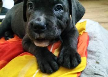 8 wspaniałych szczeniaczków cane corso
