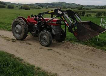 Massey ferguson 135 na zabytek do rej stan kolekcjonerski