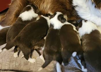 Border collie szczenięta z rodowodem gotowe do odbioru na początku Grudnia