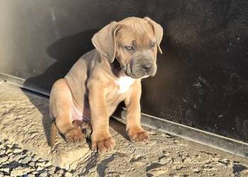 Szczenięta Cane Corso rodowodowe