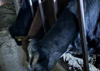 Jałówki mieszance mięsne