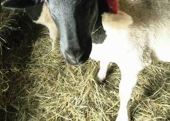 Baranki DORPER. Owce, baranek kastraty.