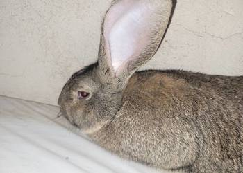 Samiec Belg olbrzymi