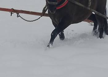 Witam sprzedam klacz zimnokrwistom