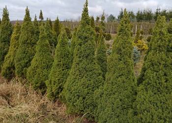 Świerk Biały/Conica Picea Glauca balot 160 cm hurt