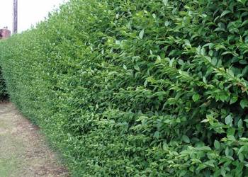 LIGUSTR POSPOLITY Ligustrum vulgare - NASIONA 4000 sztuk - 100g.