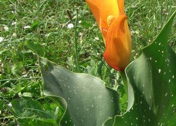 Kalla-kolor mango