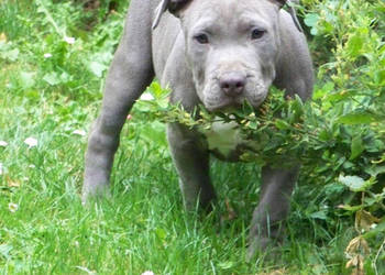 American Staffordshire Terrier - samiec Blue