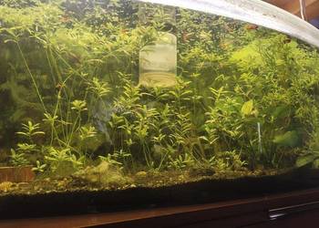 Sprzedam duży akwarium