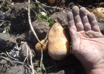 ziemniaki sadzeniaki