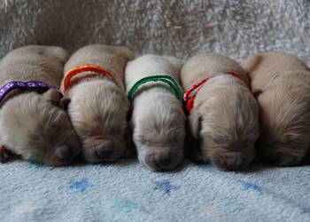 Szczeniak Golden Retriever