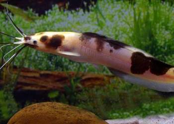 Clarias batrachus - Długowąs żabi - Sum batraszek - WYSYŁKA