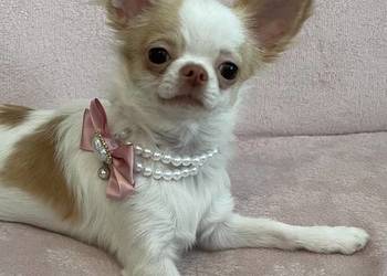 MALUTKA SUNIA 2,2 kg  - Chihuahua długowłosa