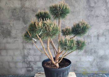 Sosna pospolita formowana 091 NIWAKI, BONSAI OGRODOWE, Topiary