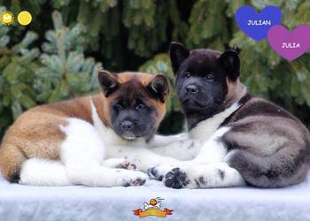 Szczenięta AKITA AMERYKAŃSKA - odbiór marzec - hodowla PlayTime FCI