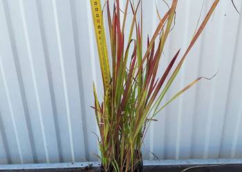 trawa ozdobna imperata Red Baron