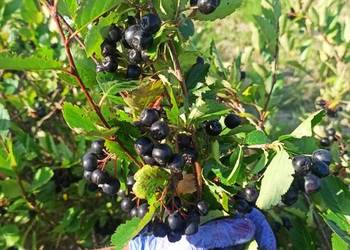 Aronia. Owoce wysyłka. Paczkamat lub kurier. Zbiór ręczny.
