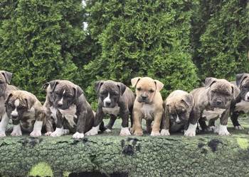 American staffordshire terrier Amstaff FCI