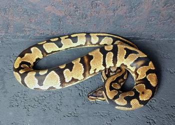 Pyton Królewski, samiec, Orange Dream Yellow Belly het Pied