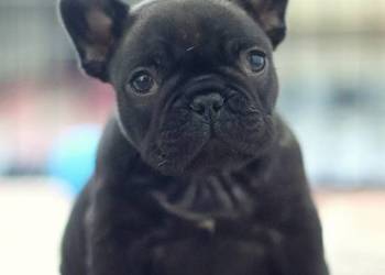 Buldog francuski suczka FCI ZKwP