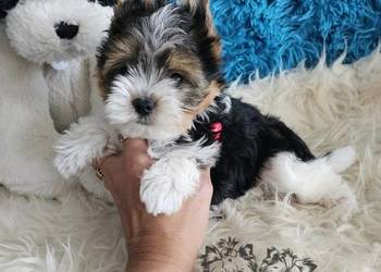 Yorkshire terrier piesek PASZPORT!