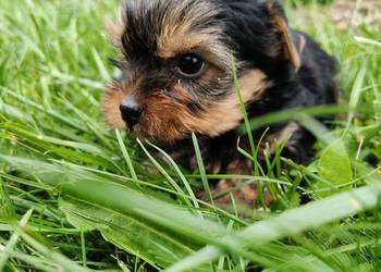Yorkshire terrier do rezerwacji