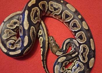 Pyton Królewski (Black Phantom Pastel) samica