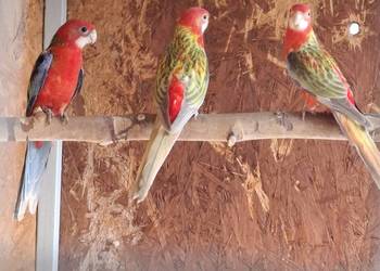 Rozella rozelle białolice