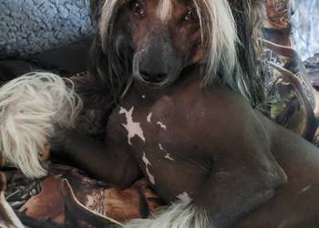 Reproduktor,  Chiński grzywacz