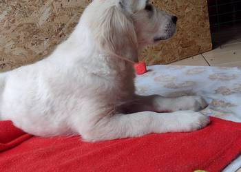 Golden Retriever szczeniaki  ZKwP/FCI suczka