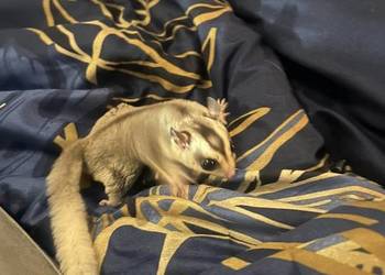 Lotopałanka karłowata -dwóch braci samców