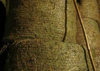 Siano z ostatnich zbiorów 2025