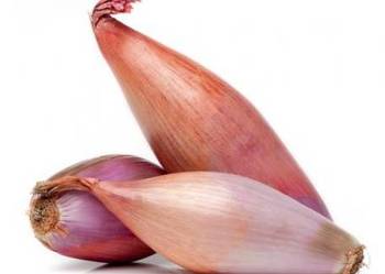 Cebula odmiana szalotka