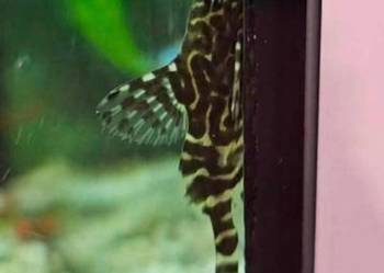 Giętkoząb sum synodontis euptera