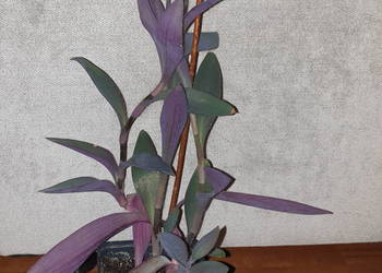 Trzykrotka, setkrezja purpurowa , wysokość. 45cm