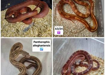 Węże zbożowe / mahoniowe / smugowy