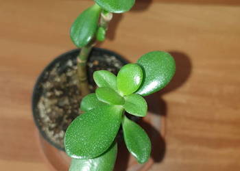 Grubosz drzewko szczęścia nr 2