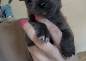 Chihuahua piesek krótkowłosy niebieski Blue badania DNA