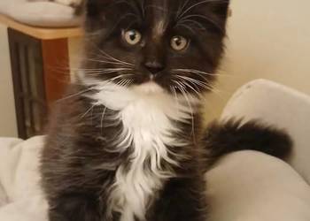 PORFIRION kocurek MCO