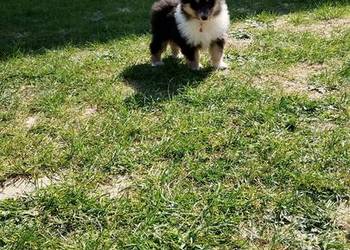 Owczarek szkocki collie ZKwP (FCI)