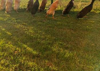 Biegusy kaczki i kaczory